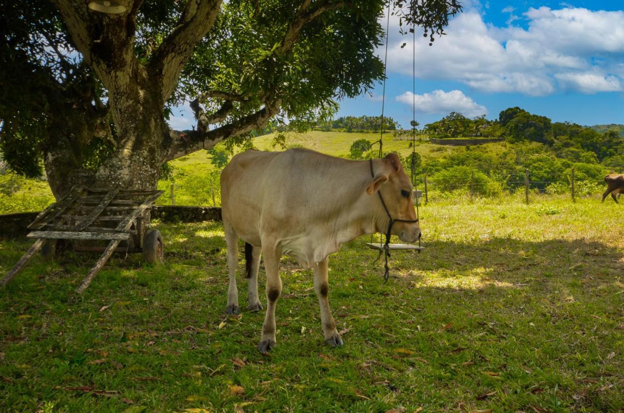 Fazenda Ecológica na Floresta da Serra da Copioba Santo Antônio de Jesus Exterior foto